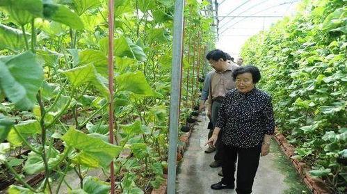 吃瓜娱乐酱顶流社,揭秘顶流社背后的明星圈层